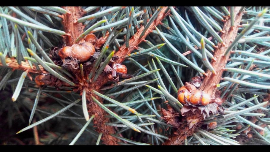 Пихта корейская "samling" (Самлинг)