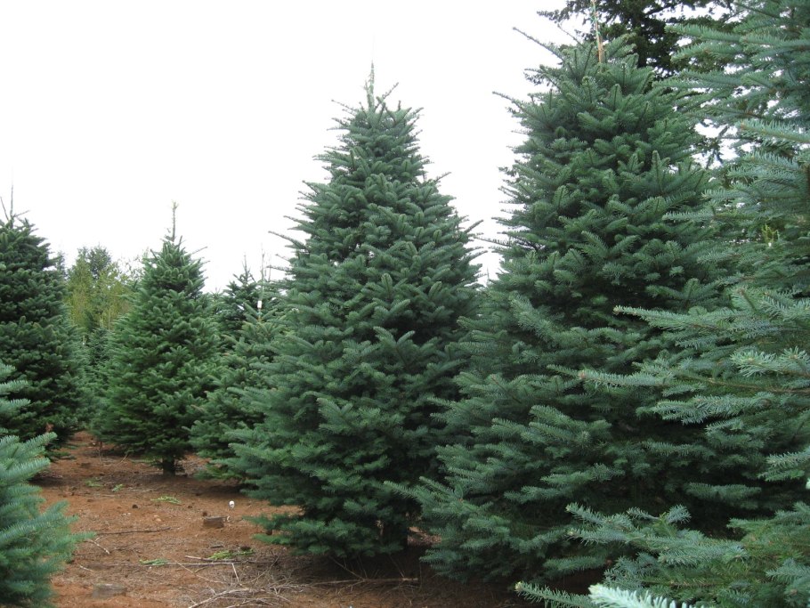 Пихта конус