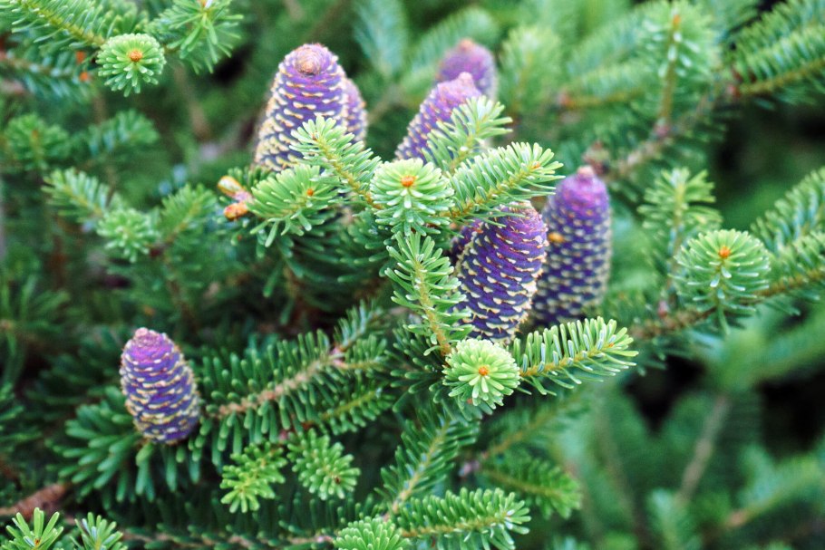 Лиственница корейская