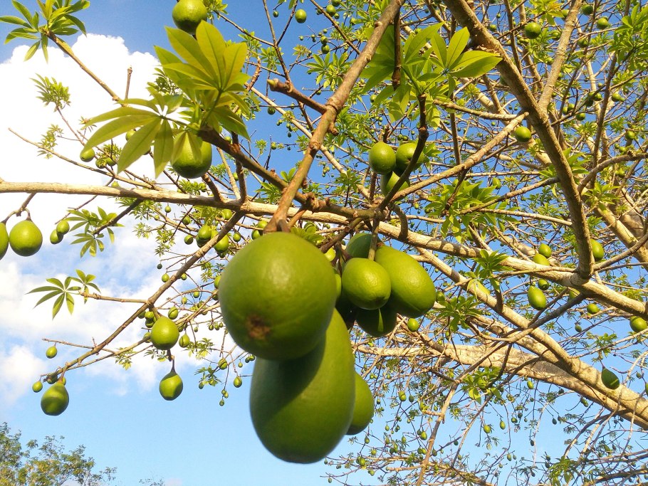 Арболь дель Туле el árbol del Tule (Эль арболь дель Туле)