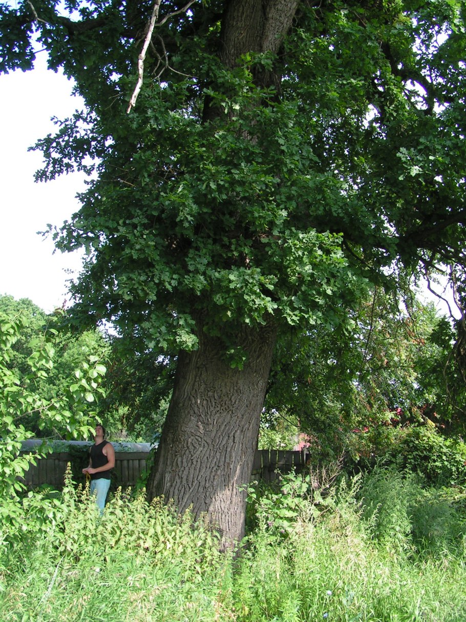 Дуб-великан в пос. барсучий