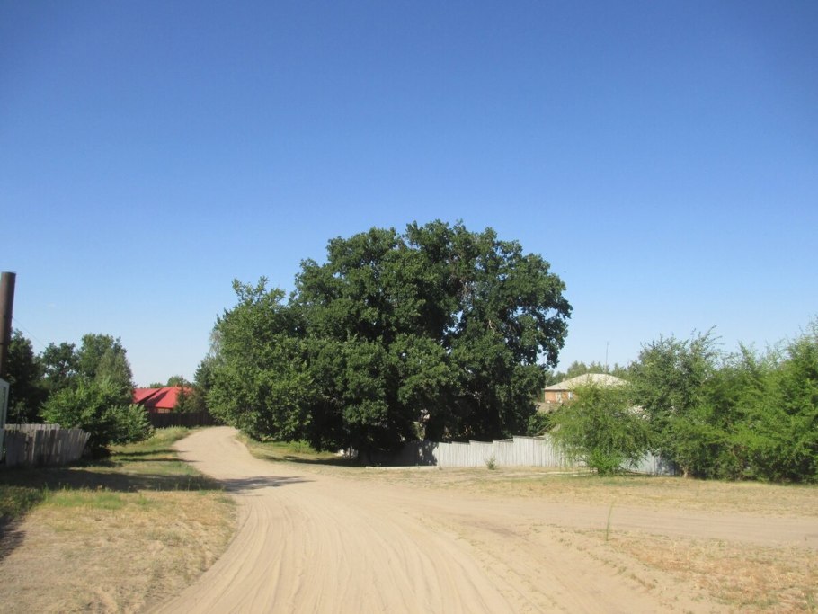 Дуб великан в поселке барсучий