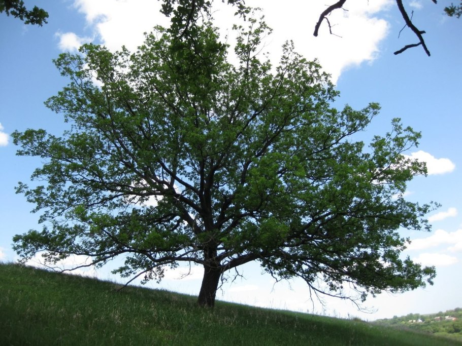 Дуб черешчатый Дубрава