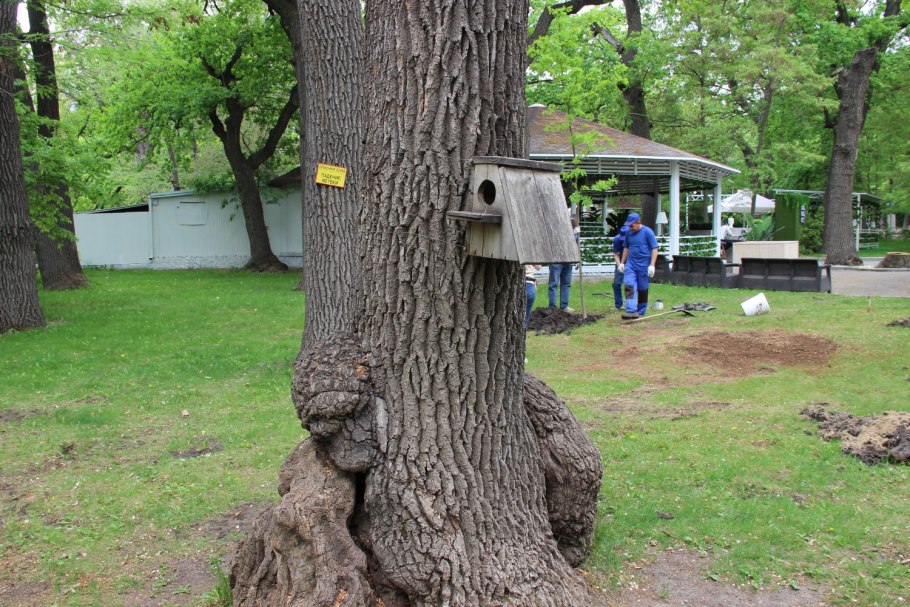 Тис дерево Тысячелетний