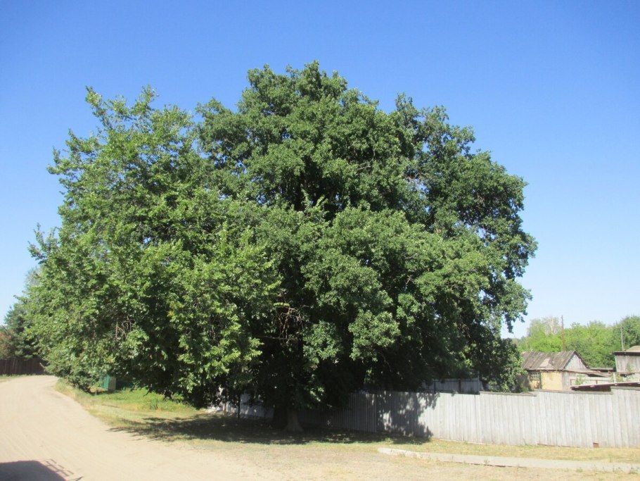 Дуб-великан в пос. барсучий