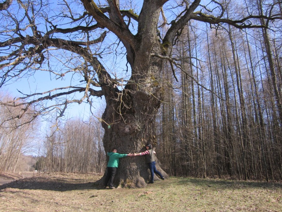Дуб исполин Моздок