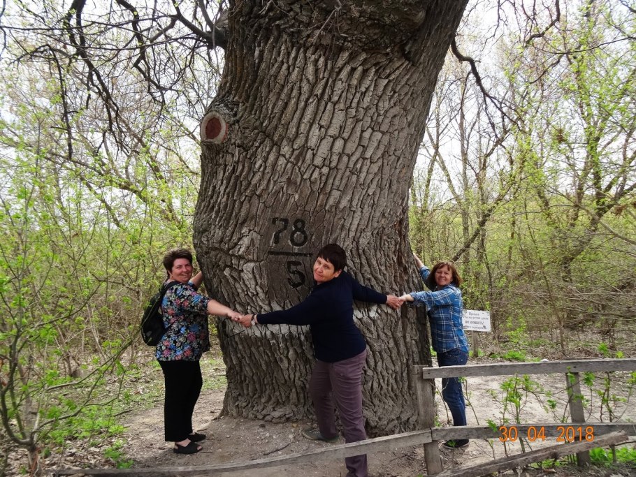 Дуб Саратовской области