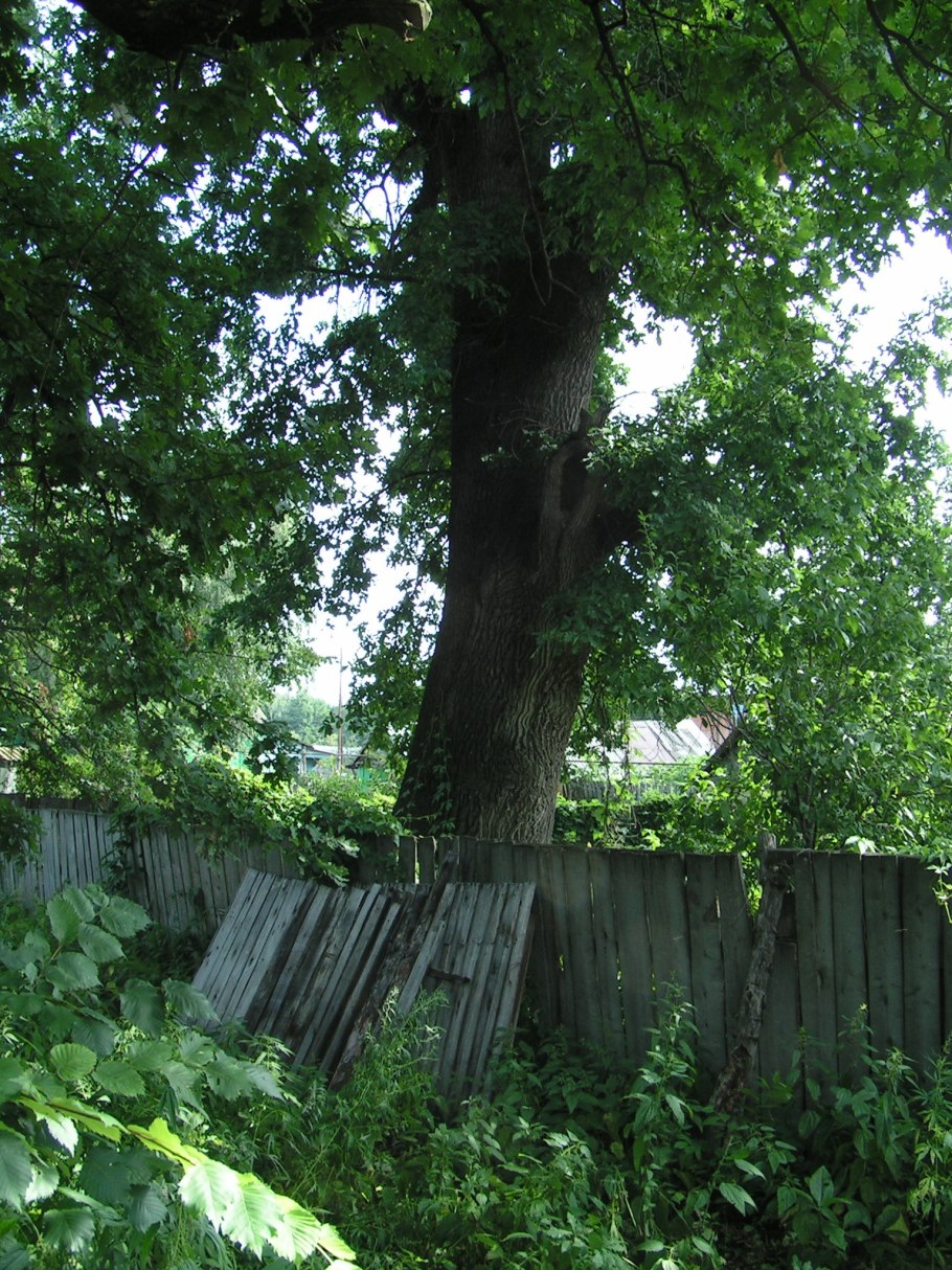 Пос барсучий Лысогорский район