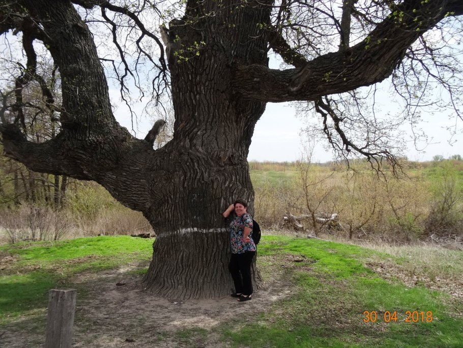 Дуб великан Небуг