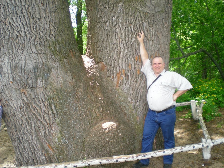Дуб великан Молдаванское