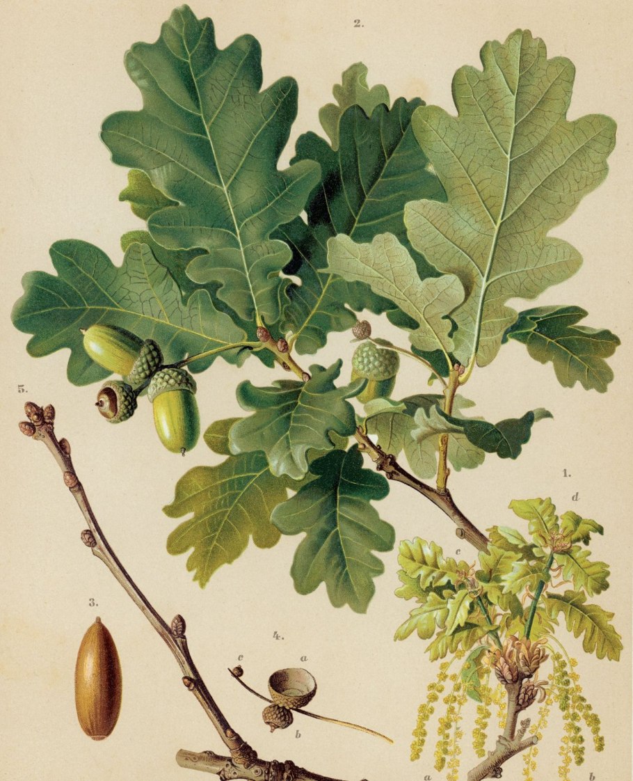 Беловежская пуща царь дуб