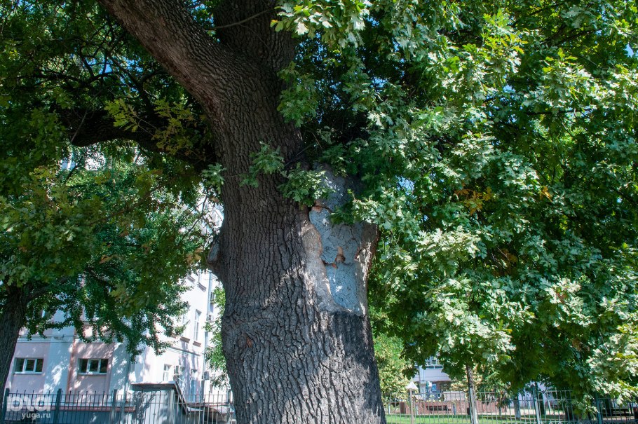Дуб Патриарх Беловежская пуща