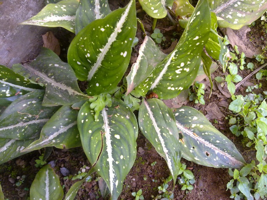 Аглаонема с красными прожилками