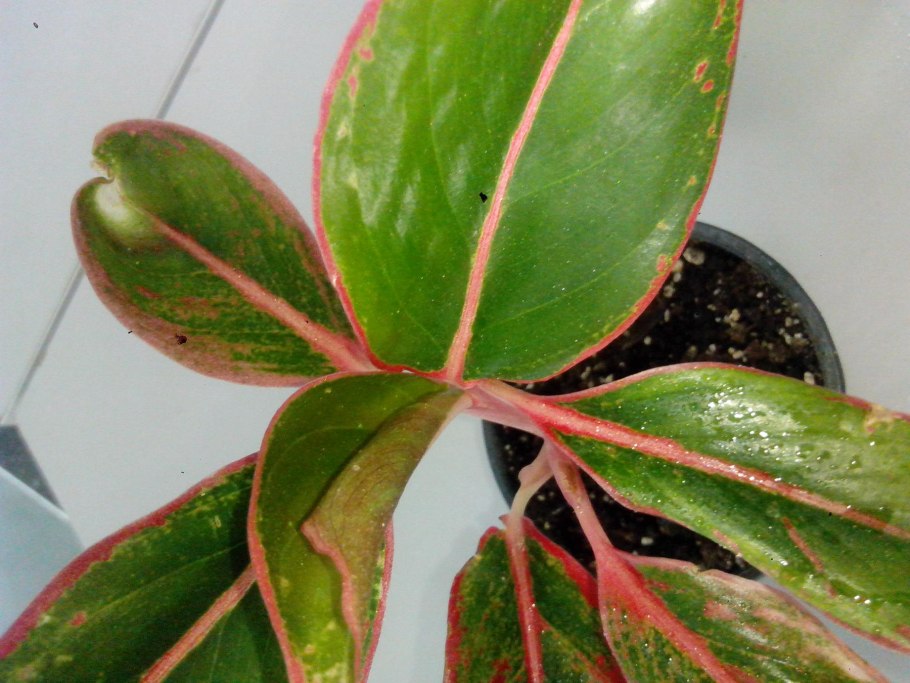 Хамедорея щитовка