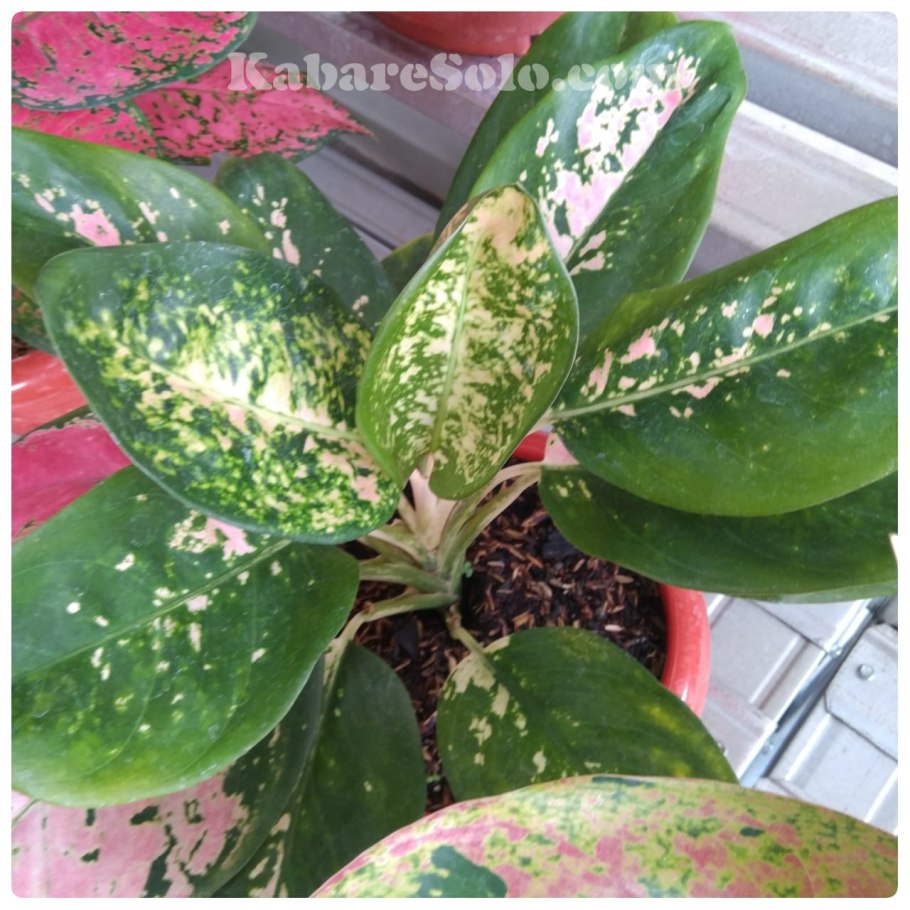 Чахнет аглаонема