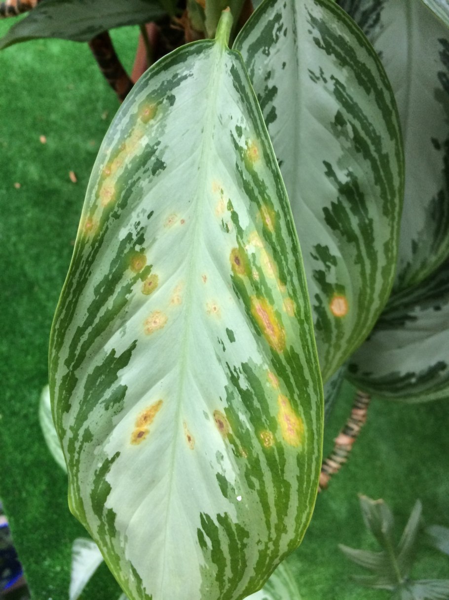 Аглаонема паутинный клещ на листьях