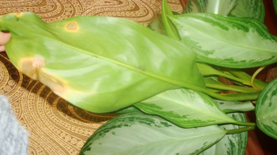 Аглаонема Пинк Далматин