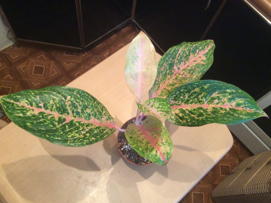 Щитовка на спатифиллум