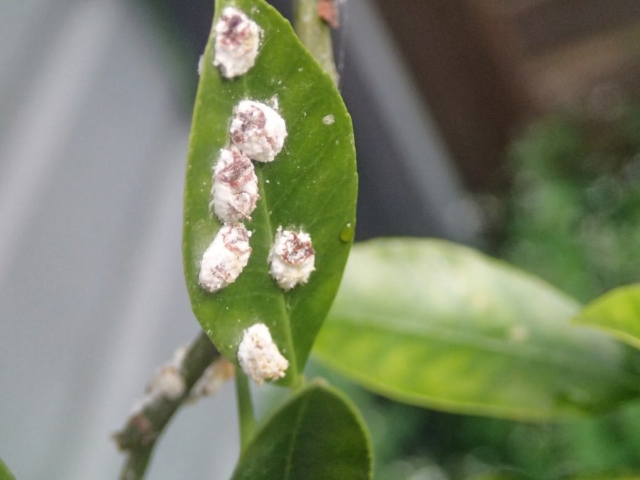 Аглаонема мучнистый червец