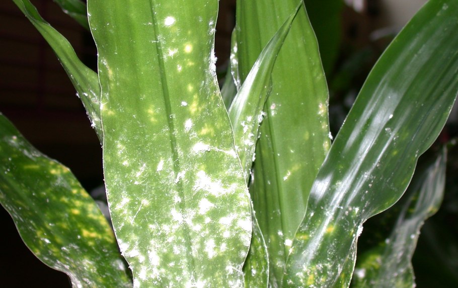 Утюг Rowenta dw5210f1