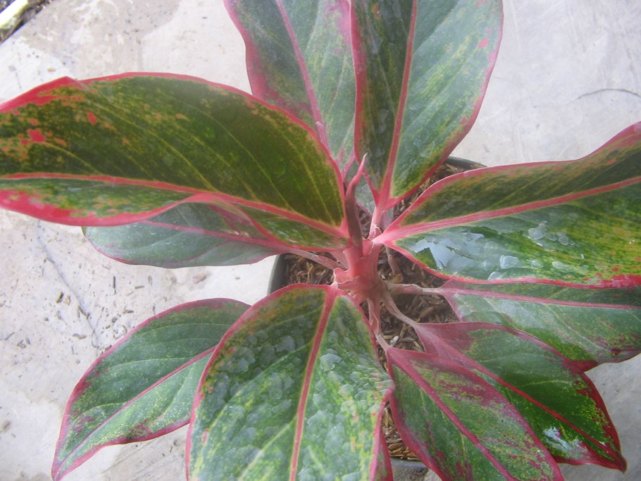 Аглаонема Просперити