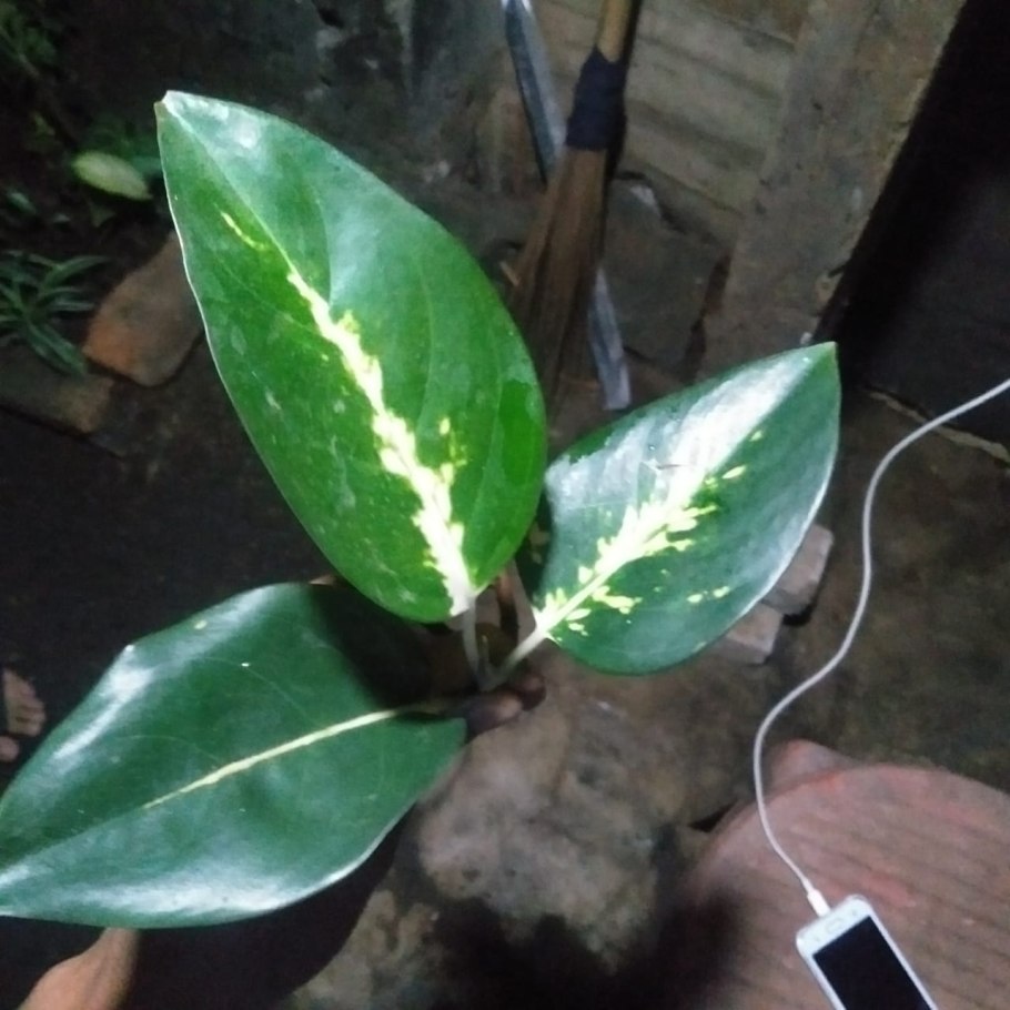 Филодендрон вайт кнайт