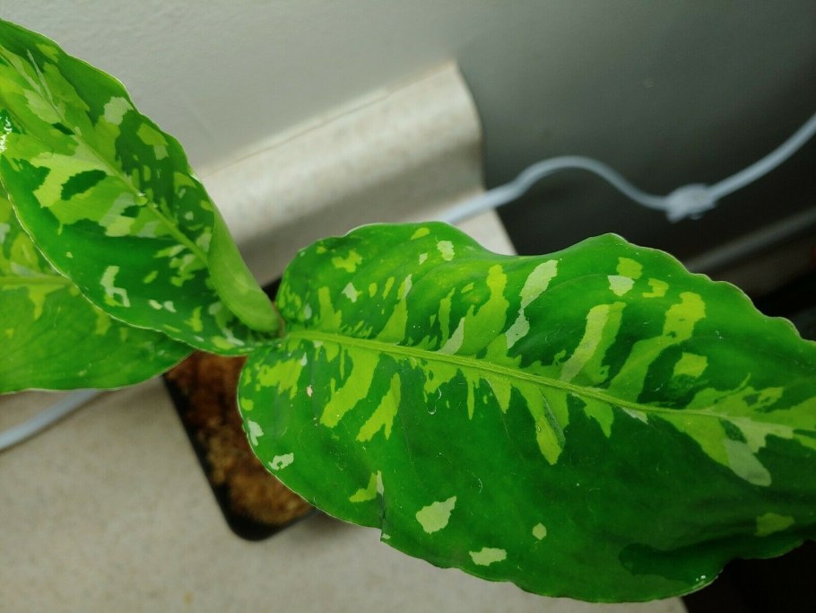 Аглаонема pictum tricolor