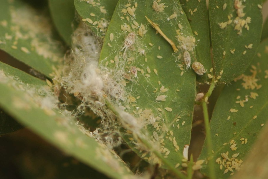 Аглаонема Кочин Триколор