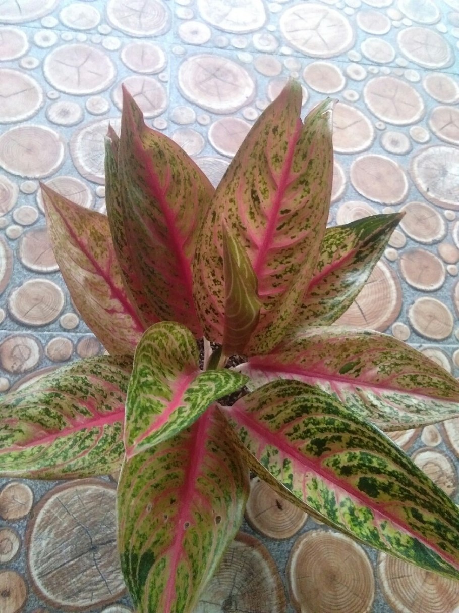 Карбюратор leader pz19jb