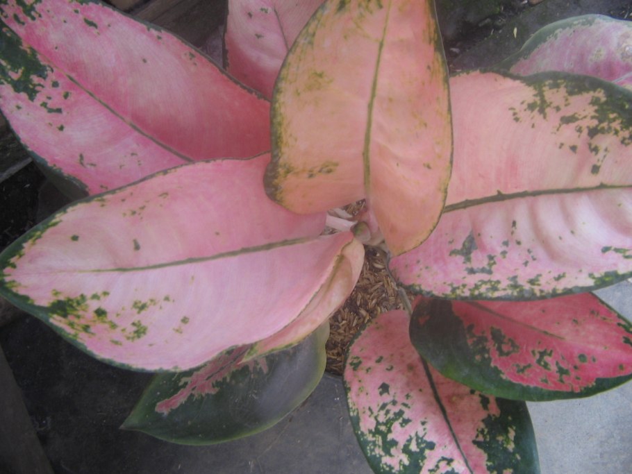 Мучнистый червец на антуриуме