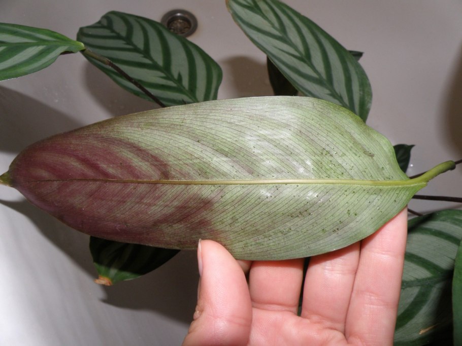 Щетинистый мучнистый червец