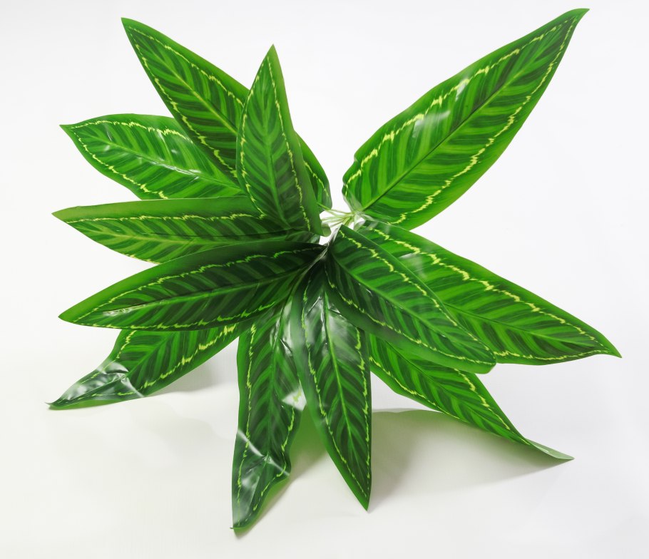 Диффенбахия аглаонема