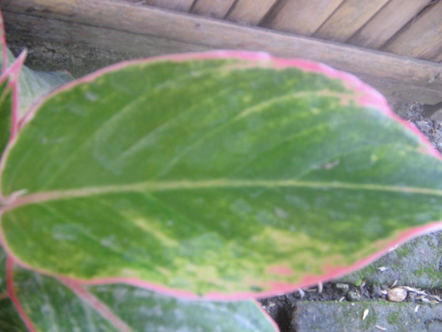 Аглаонема желтеют бутоны