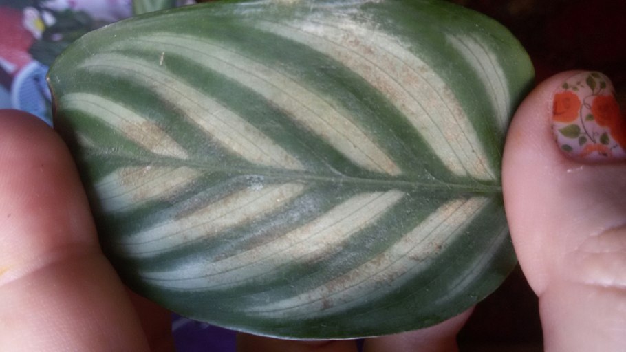 Мучнистый червец личинки