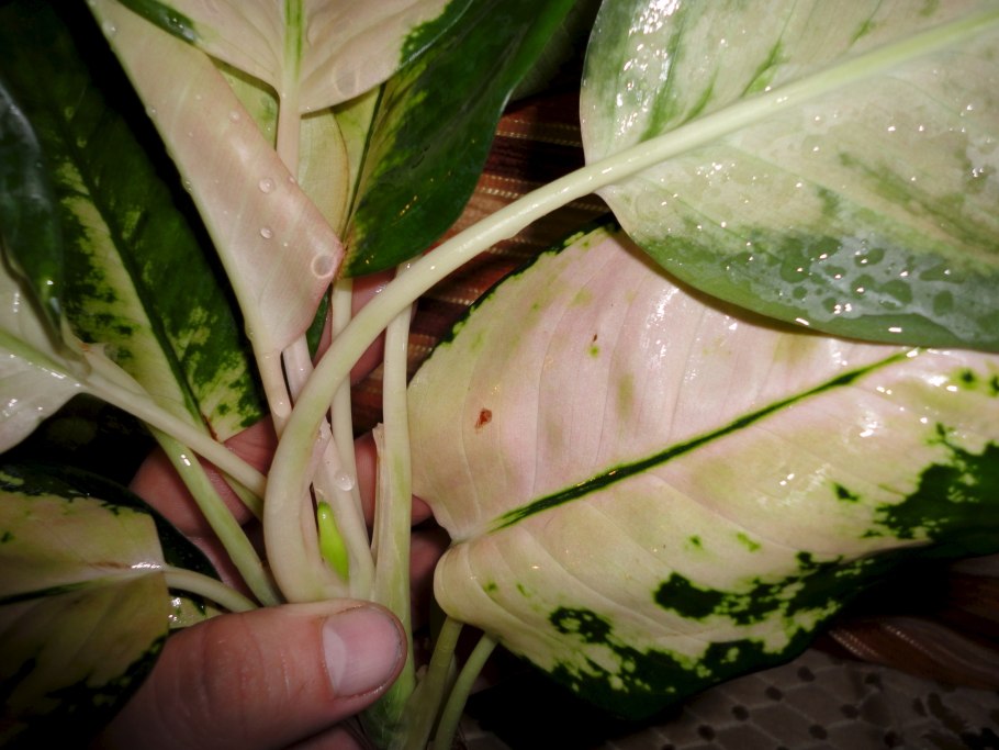 Диффенбахия аглаонема