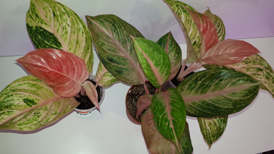 Антуриум фузариоз септориоз