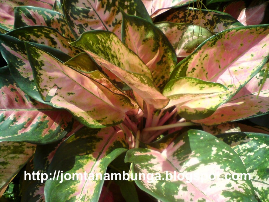 Аглаонема мужегон