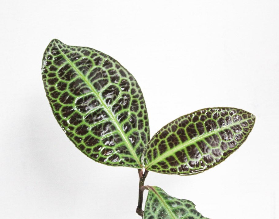 Фитофтороз на спатифиллум