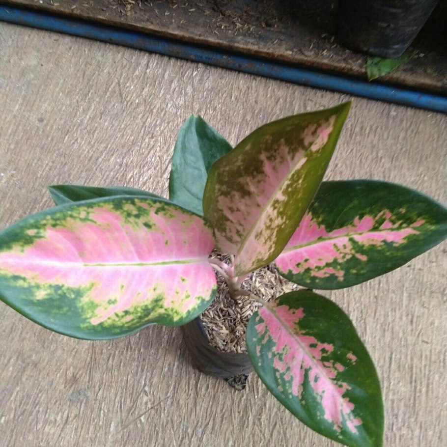 Аглаонема на гидропонике