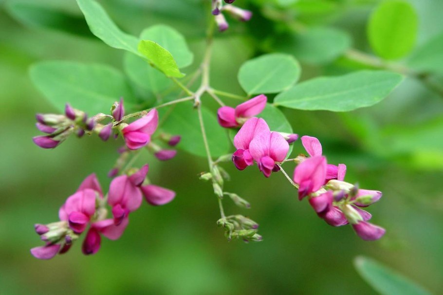 Леспедеца Даурская