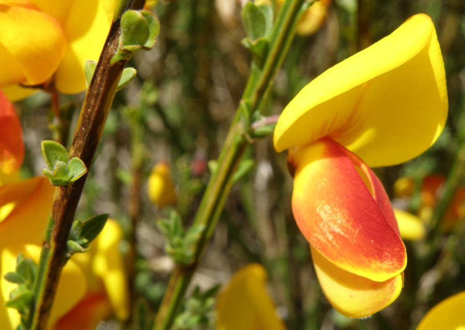 Sarothamnus scoparius