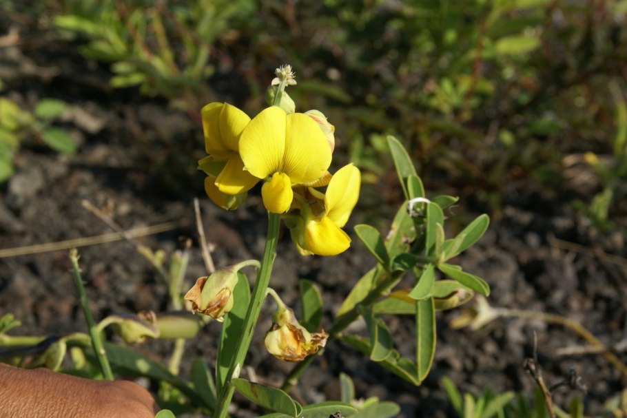 Crotalaria mucronata
