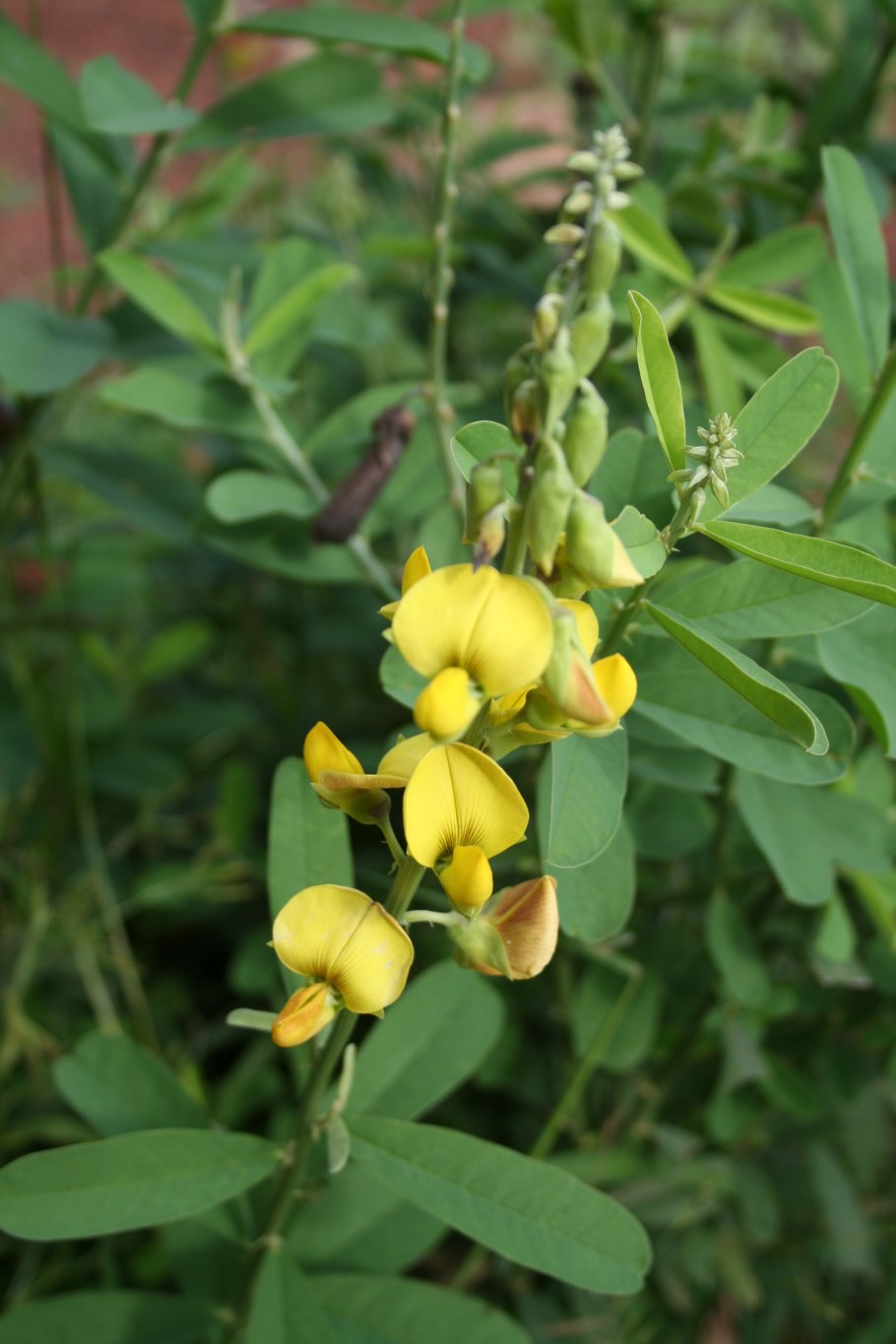 Crotalaria longirostrata
