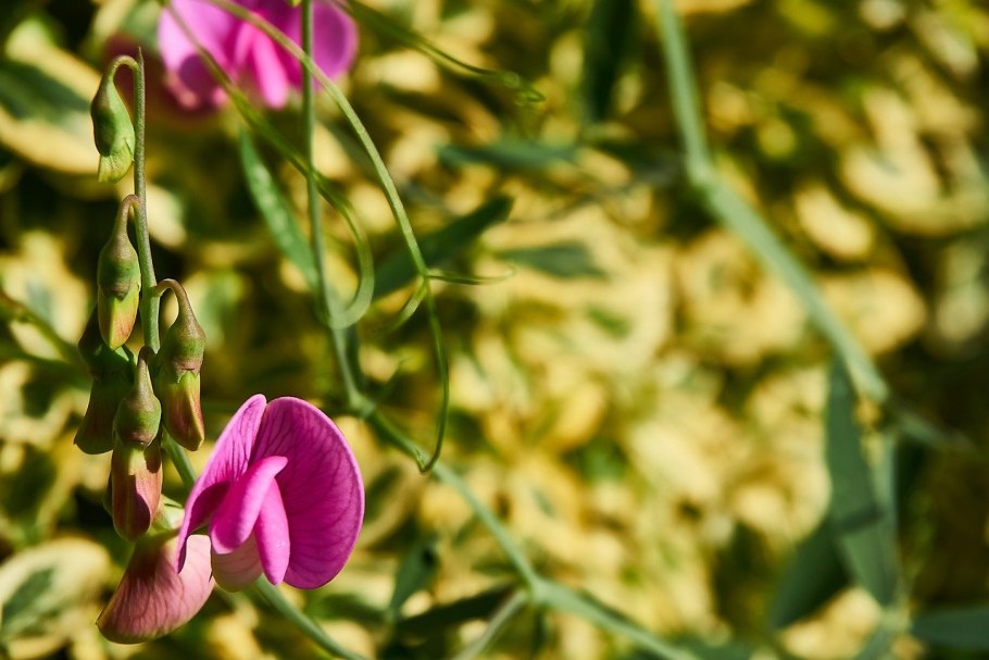 Lathyrus latifolius