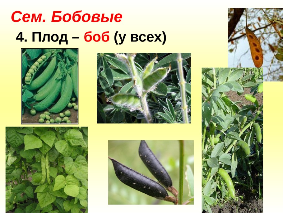 Двудольные Пасленовые бобовые
