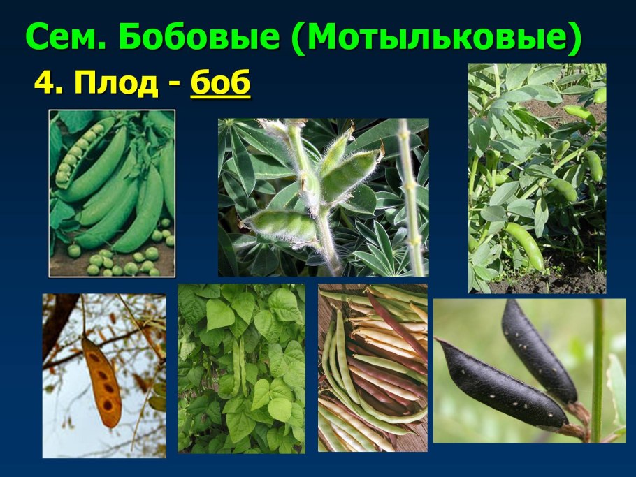 Семейство бобовые плод Боб