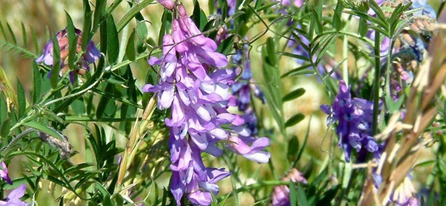Горошек мышиный (Vicia cracca)