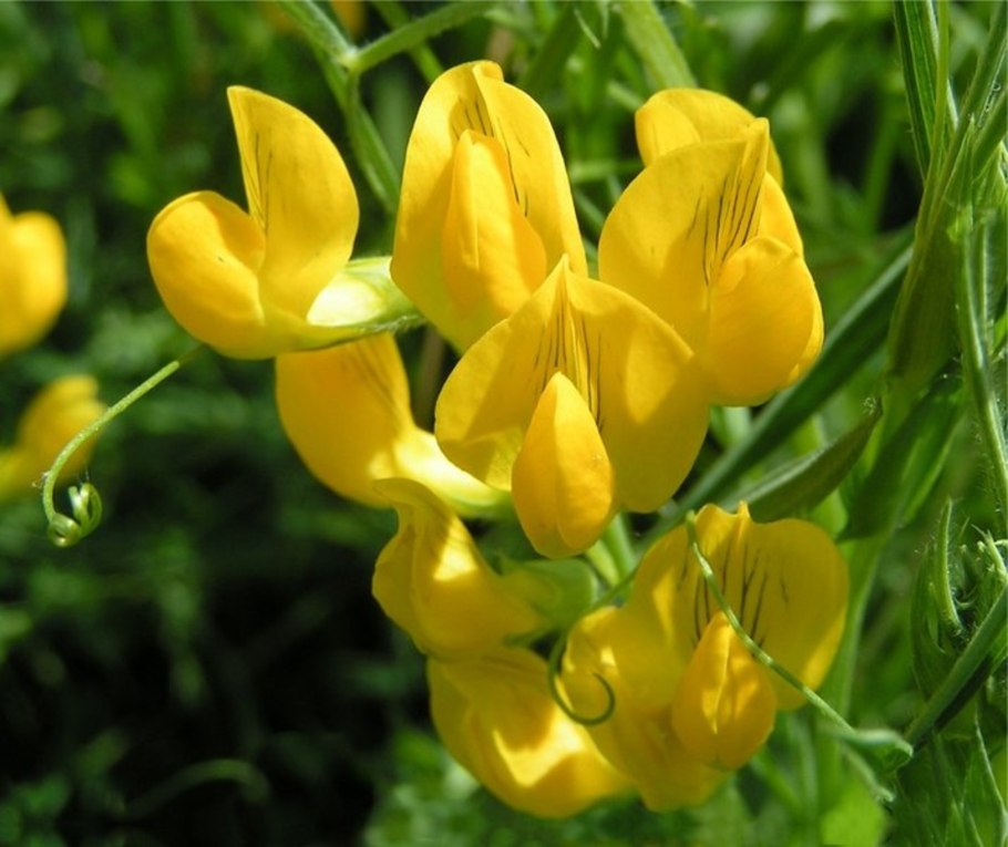Чина Луговая (Lathyrus pratensis)