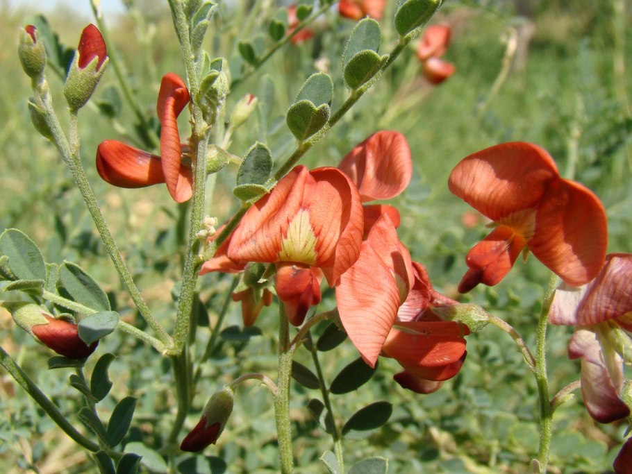 Сферофиза солончаковая