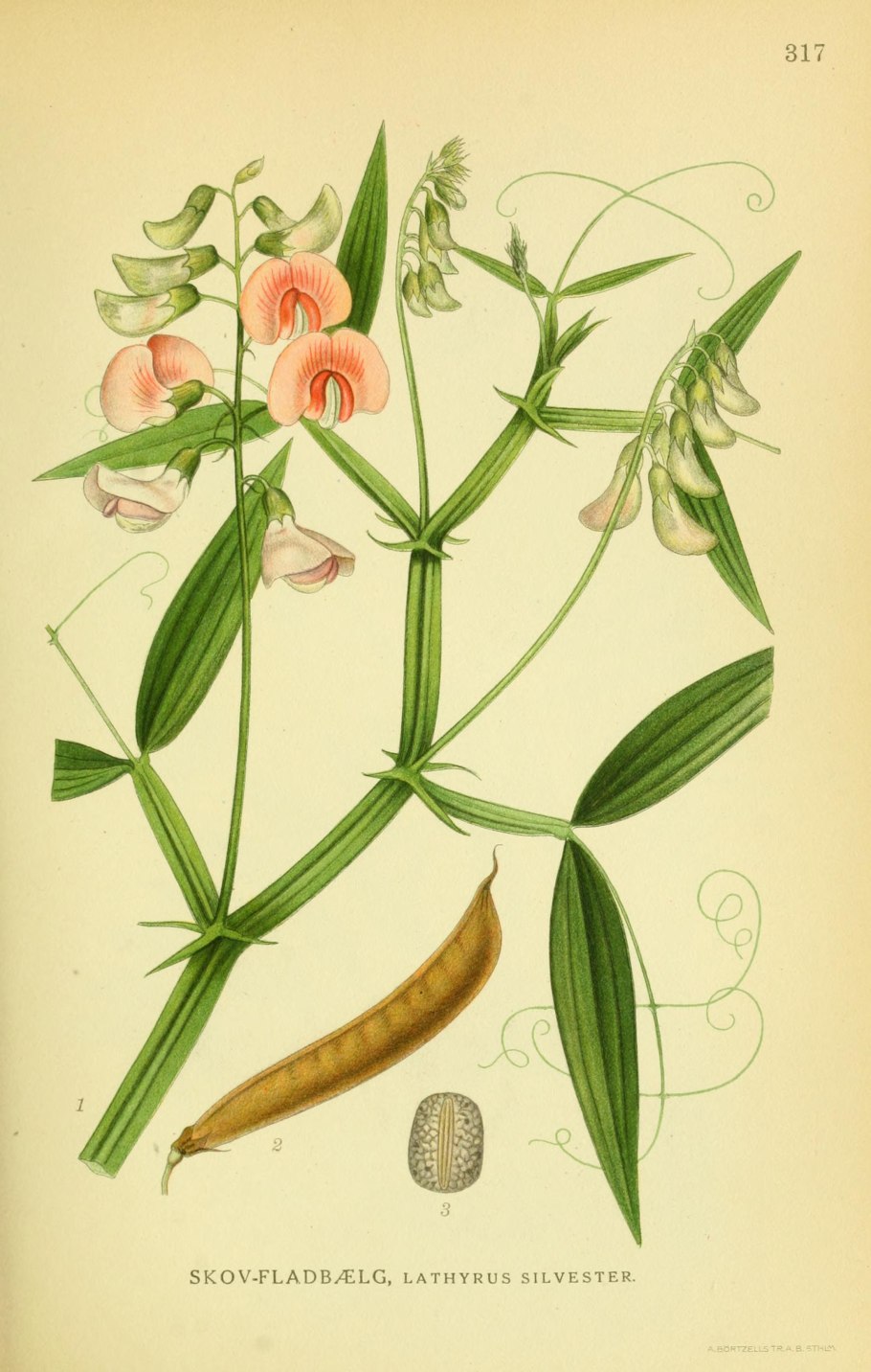 Чина Лесная стебель